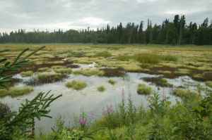 fireweed-and-spruce-highlight-this-bog 2